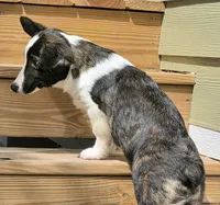 Sherpa, a male Cardigan Welsh Corgi and Pembroke Welsh Corgi for sale in Bradenton, FL – 4 of 10