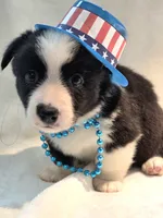 Valor, a female Cardigan Welsh Corgi and Pembroke Welsh Corgi for sale in Bradenton, FL – 5 of 10