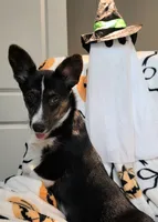 Wookie, a female Cardigan Welsh Corgi and Pembroke Welsh Corgi for sale in Bradenton, FL – 2 of 10