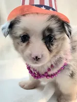 Valencia , a female Cardigan Welsh Corgi and Pembroke Welsh Corgi for sale in Bradenton, FL – 3 of 10