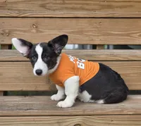Unique 4 pet ( liver, bluie pink carrier) dm clear , a female Cardigan Welsh Corgi for sale in Bradenton, FL – 9 of 10
