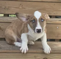 Sherlock! , a male Cardigan Welsh Corgi and Pembroke Welsh Corgi for sale in Bradenton, FL – 8 of 10