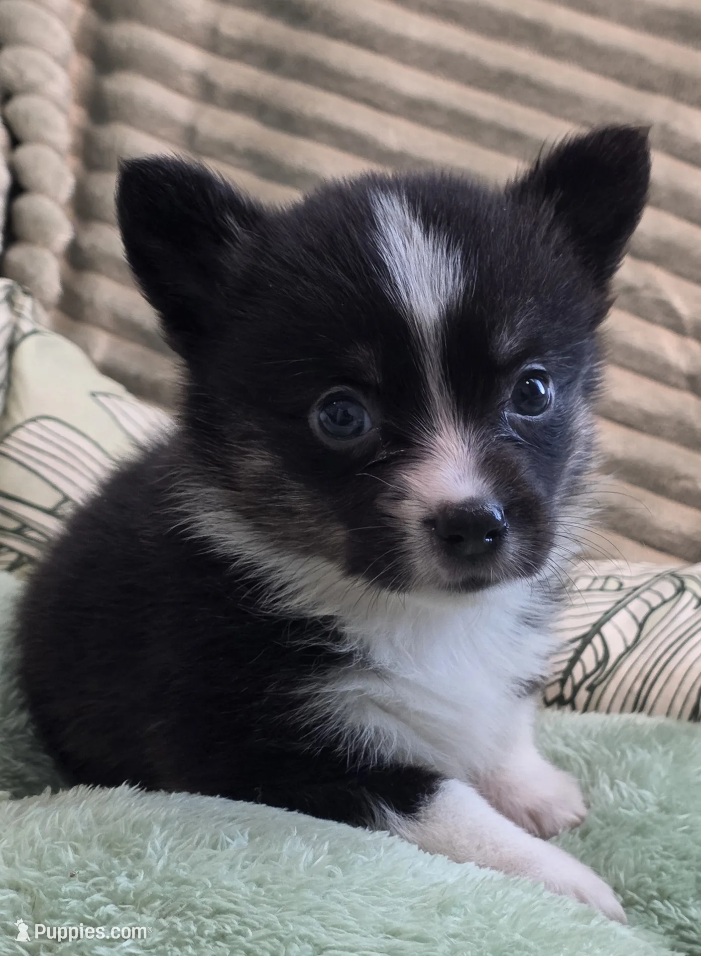 Wookie – Cardigan Welsh Corgi and Pembroke Welsh Corgi Puppy