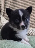 Wookie, a female Cardigan Welsh Corgi and Pembroke Welsh Corgi for sale in Bradenton, FL – 10 of 10