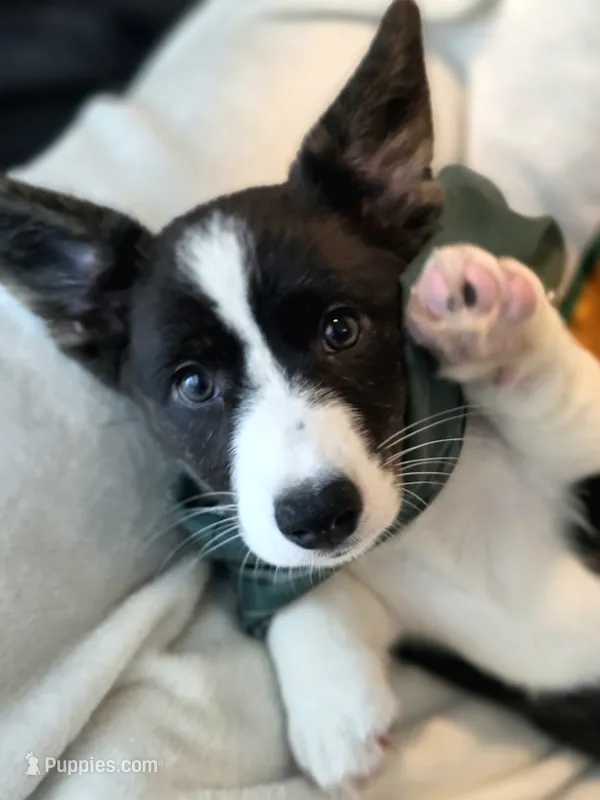 Unicorn ( bluie, pink carrier dm clear) – Cardigan Welsh Corgi puppy for sale in Bradenton, FL