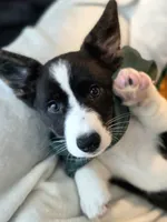 Unicorn ( bluie, pink carrier dm clear) pet, a female Cardigan Welsh Corgi for sale in Bradenton, FL – 1 of 10