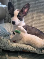 Swirly, a male Cardigan Welsh Corgi and Pembroke Welsh Corgi for sale in Bradenton, FL – 2 of 10