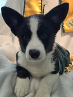 Valor, a female Cardigan Welsh Corgi and Pembroke Welsh Corgi for sale in Bradenton, FL – 7 of 10