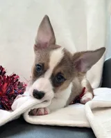 Salute!, a male Cardigan Welsh Corgi and Pembroke Welsh Corgi for sale in Bradenton, FL – 2 of 10