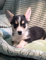 Tiberius  kurk , a male Cardigan Welsh Corgi and Pembroke Welsh Corgi for sale in Bradenton, FL – 8 of 10
