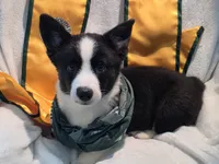 Valor, a female Cardigan Welsh Corgi and Pembroke Welsh Corgi for sale in Bradenton, FL – 5 of 10