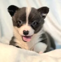 DOLLY, a female Cardigan Welsh Corgi and Pembroke Welsh Corgi for sale in Bradenton, FL – 2 of 10