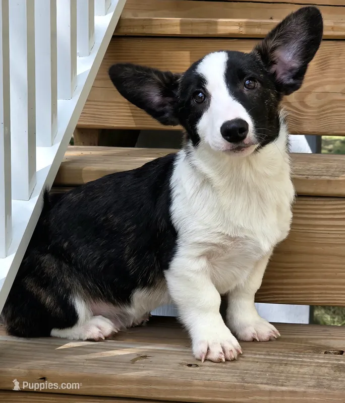 Sherpa – Cardigan Welsh Corgi, Pembroke Welsh Corgi puppy for sale in Bradenton, FL