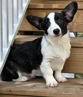 Sherpa, a male Cardigan Welsh Corgi and Pembroke Welsh Corgi for sale in Bradenton, FL – 1 of 10