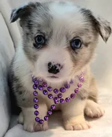 Victory, a female Cardigan Welsh Corgi and Pembroke Welsh Corgi for sale in Bradenton, FL – 5 of 10