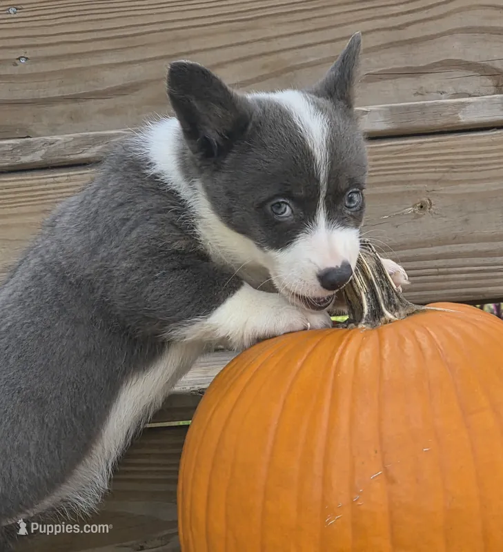 DOLLY – Cardigan Welsh Corgi, Pembroke Welsh Corgi puppy for sale in Bradenton, FL