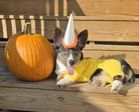 Wookie, a female Cardigan Welsh Corgi and Pembroke Welsh Corgi for sale in Bradenton, FL – 10 of 10