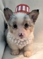 Venus, a female Cardigan Welsh Corgi and Pembroke Welsh Corgi for sale in Bradenton, FL – 8 of 10