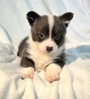 DOLLY, a female Cardigan Welsh Corgi and Pembroke Welsh Corgi for sale in Bradenton, FL – 4 of 10