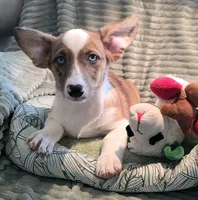 Sherlock! , a male Cardigan Welsh Corgi and Pembroke Welsh Corgi for sale in Bradenton, FL – 4 of 10