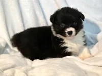 Rebecca , a female Cardigan Welsh Corgi and Pembroke Welsh Corgi for sale in Bradenton, FL – 2 of 10