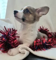 Salute!, a male Cardigan Welsh Corgi and Pembroke Welsh Corgi for sale in Bradenton, FL – 10 of 10