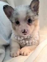 Venus, a female Cardigan Welsh Corgi and Pembroke Welsh Corgi for sale in Bradenton, FL – 4 of 10