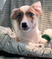 Sherlock! , a male Cardigan Welsh Corgi and Pembroke Welsh Corgi for sale in Bradenton, FL – 8 of 10