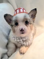 Venus, a female Cardigan Welsh Corgi and Pembroke Welsh Corgi for sale in Bradenton, FL – 2 of 10