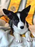 Unicorn ( bluie, pink carrier dm clear) pet, a female Cardigan Welsh Corgi for sale in Bradenton, FL – 3 of 10
