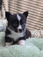 Wookie, a female Cardigan Welsh Corgi and Pembroke Welsh Corgi for sale in Bradenton, FL – 2 of 10