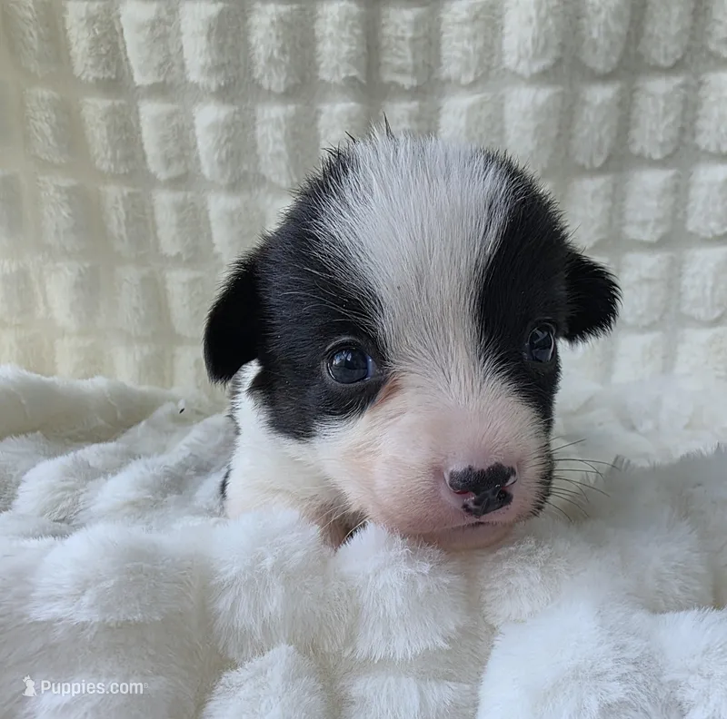 Sherpa – Cardigan Welsh Corgi, Pembroke Welsh Corgi puppy for sale in Bradenton, FL