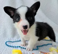 Sherpa. Mothers day special! , a male Cardigan Welsh Corgi and Pembroke Welsh Corgi for sale in Bradenton, FL – Photo 6 of 10