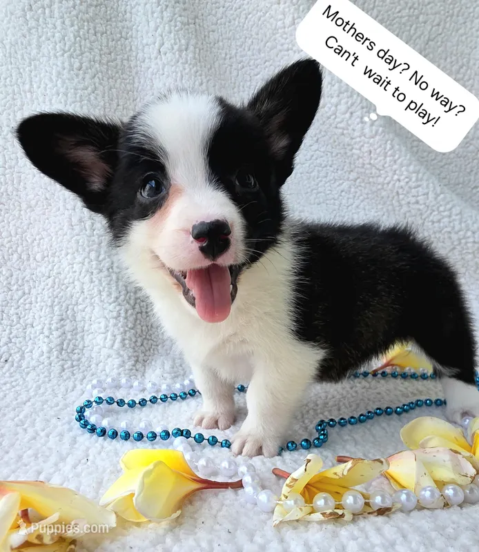 Sherpa – Cardigan Welsh Corgi, Pembroke Welsh Corgi puppy for sale in Bradenton, FL