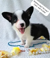 Sherpa. Mothers day special! , a male Cardigan Welsh Corgi and Pembroke Welsh Corgi for sale in Bradenton, FL – Photo 1 of 10