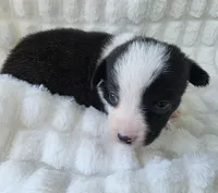 Sherpa, a male Cardigan Welsh Corgi and Pembroke Welsh Corgi for sale in Bradenton, FL – Photo 4 of 7