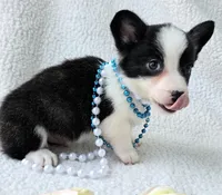 Sherpa. Mothers day special! , a male Cardigan Welsh Corgi and Pembroke Welsh Corgi for sale in Bradenton, FL – Photo 2 of 10