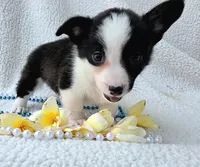 Sherpa. Mothers day special! , a male Cardigan Welsh Corgi and Pembroke Welsh Corgi for sale in Bradenton, FL – Photo 5 of 10