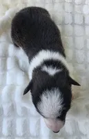 Sherpa, a male Cardigan Welsh Corgi and Pembroke Welsh Corgi for sale in Bradenton, FL – Photo 5 of 7