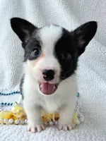 Sherpa. Mothers day special! , a male Cardigan Welsh Corgi and Pembroke Welsh Corgi for sale in Bradenton, FL – Photo 9 of 10
