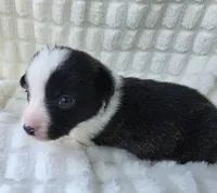 Sherpa, a male Cardigan Welsh Corgi and Pembroke Welsh Corgi for sale in Bradenton, FL – Photo 7 of 7