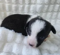 Sherpa, a male Cardigan Welsh Corgi and Pembroke Welsh Corgi for sale in Bradenton, FL – Photo 6 of 7