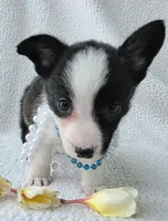 Sherpa. Mothers day special! , a male Cardigan Welsh Corgi and Pembroke Welsh Corgi for sale in Bradenton, FL – Photo 3 of 10