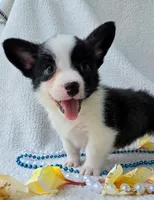 Sherpa. Mothers day special! , a male Cardigan Welsh Corgi and Pembroke Welsh Corgi for sale in Bradenton, FL – Photo 4 of 10