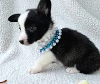 Sherpa. Mothers day special! , a male Cardigan Welsh Corgi and Pembroke Welsh Corgi for sale in Bradenton, FL – Photo 10 of 10