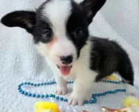 Sherpa. Mothers day special! , a male Cardigan Welsh Corgi and Pembroke Welsh Corgi for sale in Bradenton, FL – Photo 8 of 10