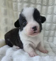 Sherpa, a male Cardigan Welsh Corgi and Pembroke Welsh Corgi for sale in Bradenton, FL – Photo 3 of 7