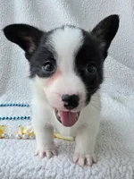 Sherpa. Mothers day special! , a male Cardigan Welsh Corgi and Pembroke Welsh Corgi for sale in Bradenton, FL – Photo 7 of 10