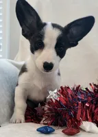 Swirly, a male Cardigan Welsh Corgi and Pembroke Welsh Corgi for sale in Bradenton, FL – 3 of 10