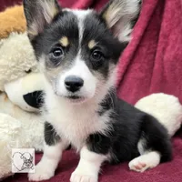 CINDY LOU WHOO, a female Cardigan Welsh Corgi and Pembroke Welsh Corgi for sale in Bradenton, FL – Photo 5 of 10